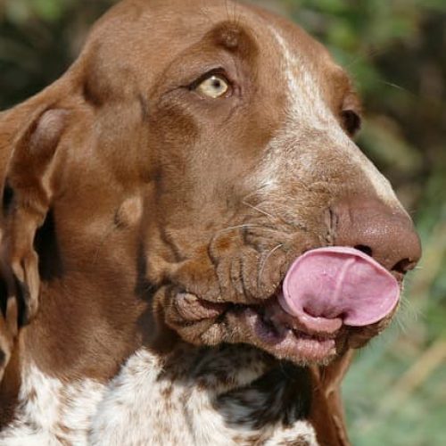 bracco ungherese