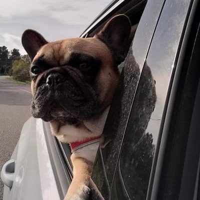 bulldog francese affacciato al finestrino dell'auto