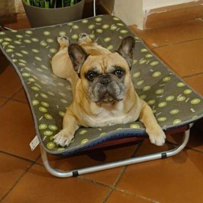 bulldog francese focato steso sulla brandina nel suo appartamento