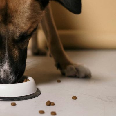 Cane che mangia nella ciotola
