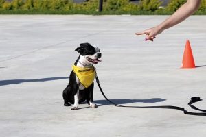 cane rimane seduto al comando del suo conduttore