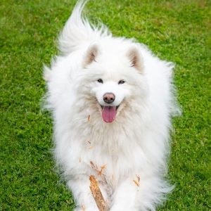 cane bianco con pelo sporco nel prato verde